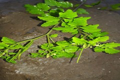 Cardamine trichocarpa